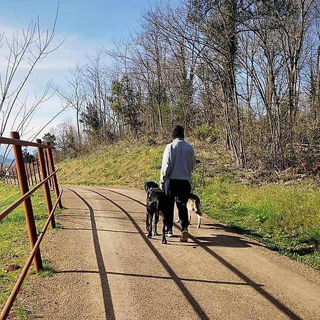 Mas Els Plans La Casa Pensada Para Perros Que Viajan Con Sus Humanos Olot Zewnętrze zdjęcie