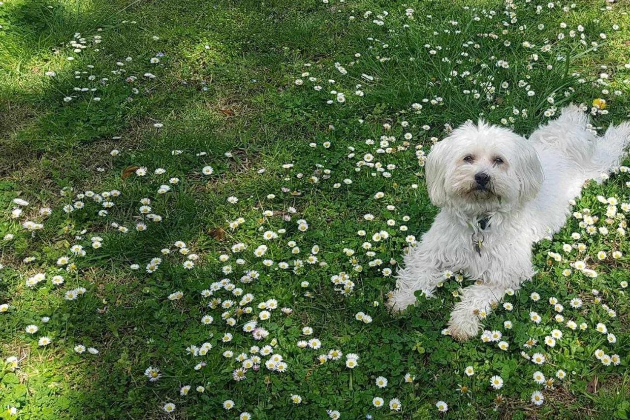 Mas Els Plans La Casa Pensada Para Perros Que Viajan Con Sus Humanos Olot Zewnętrze zdjęcie