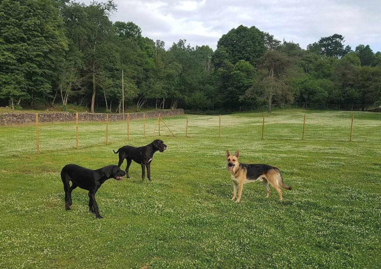 Mas Els Plans La Casa Pensada Para Perros Que Viajan Con Sus Humanos Olot Zewnętrze zdjęcie