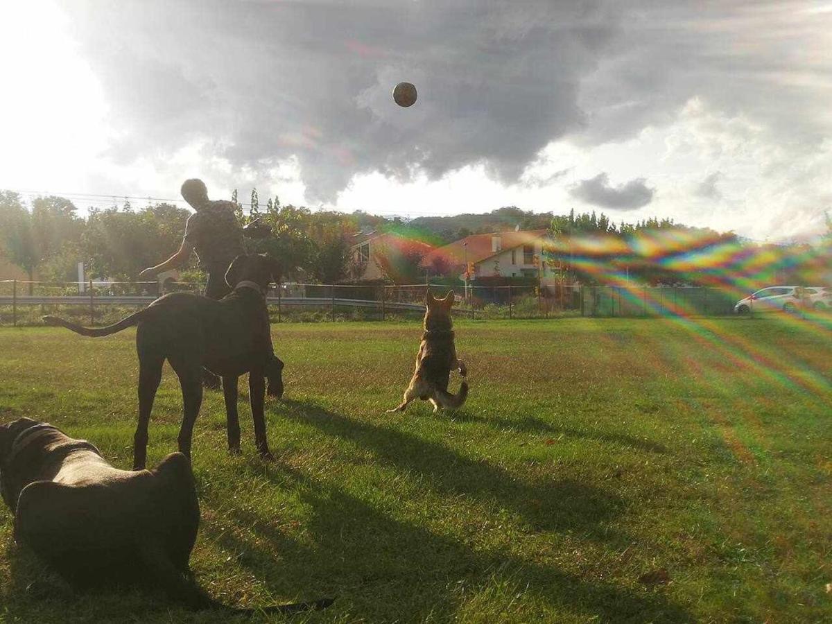 Mas Els Plans La Casa Pensada Para Perros Que Viajan Con Sus Humanos Olot Zewnętrze zdjęcie