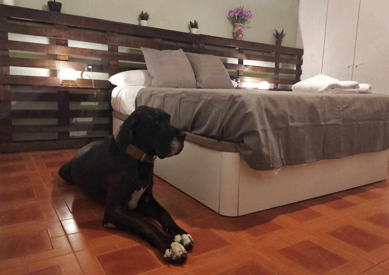 Mas Els Plans La Casa Pensada Para Perros Que Viajan Con Sus Humanos Olot Zewnętrze zdjęcie